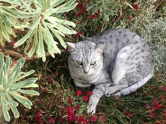 jasmin