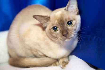 BIS Burmese