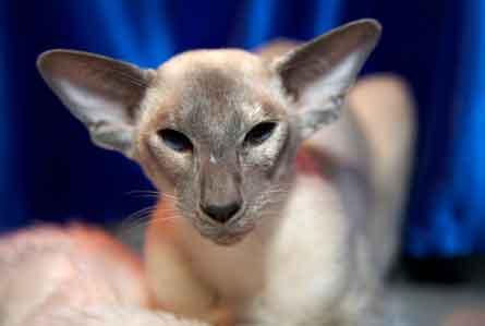 BIS Siamese