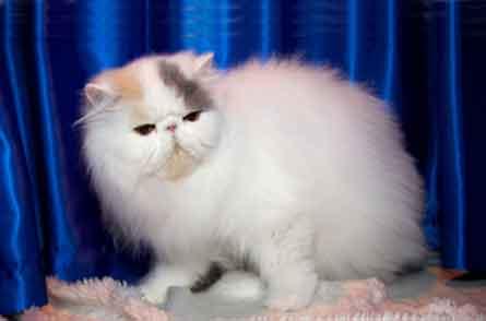 BIS Persian