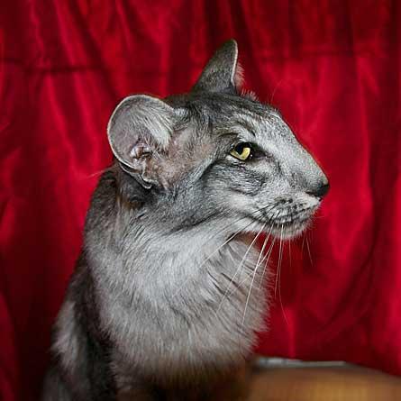 BIS Siamese
