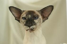 BOV Siamese