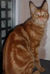 treacle